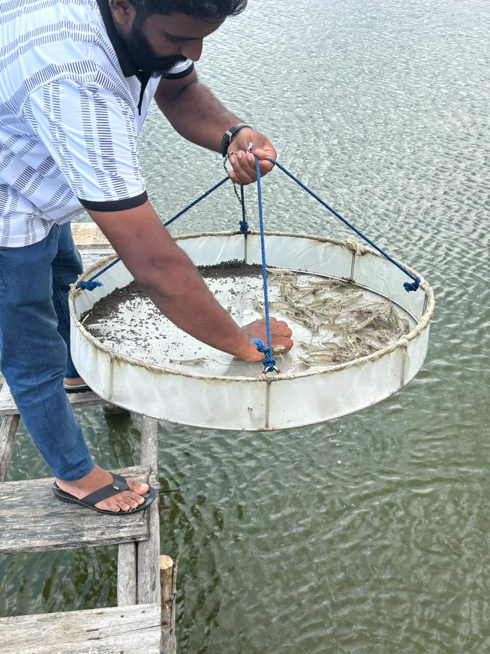 Sampling shrimp growth from a grow-out pond using a check tray